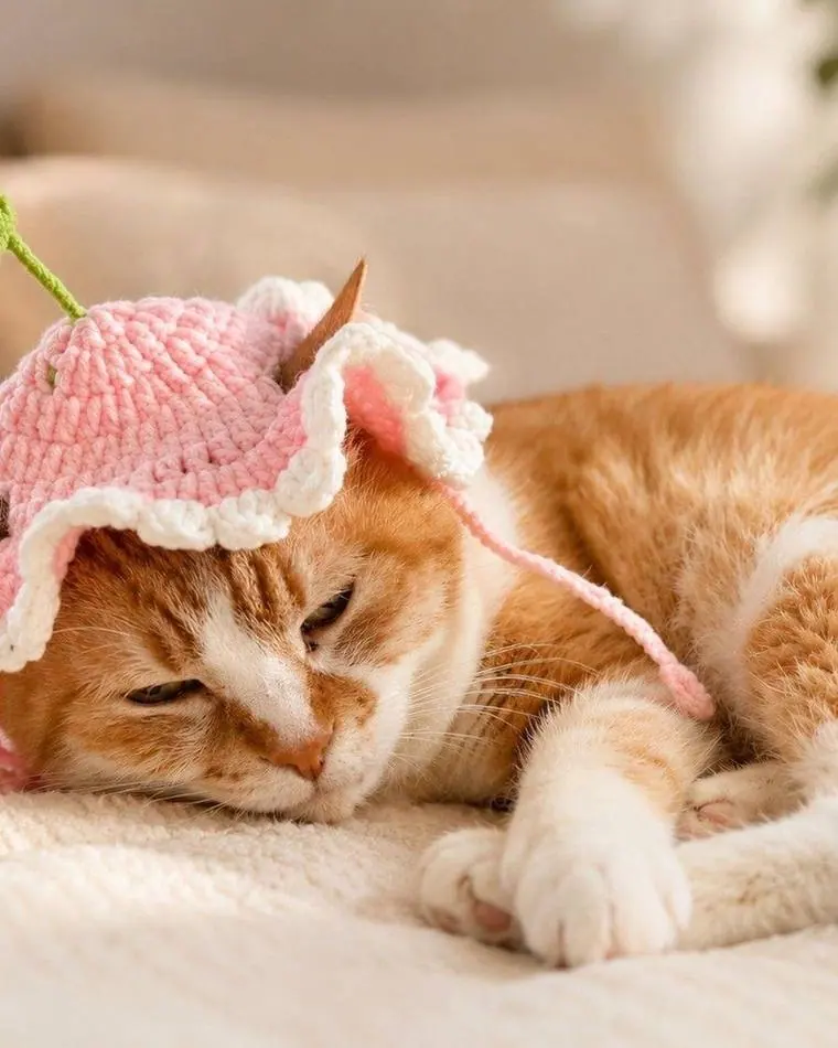 Bonnet Rose Fleur porté par un chat